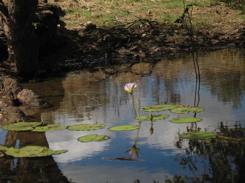 Lakefield National Park - Walkabout